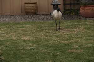 BLACK-HEADED-IBIS (8)